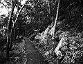 Forest, Burleigh Heads National Park IMGP0354